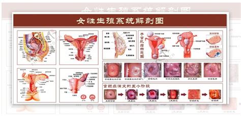 女人形|女性生殖系统和骨盆的解剖学：带注释的插图和定义 